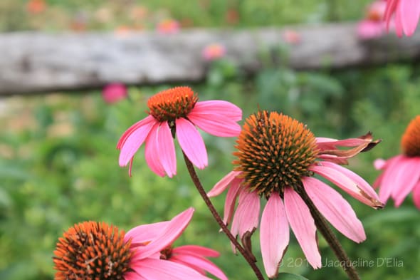 It Pays To Replace Your Lawn with Native Plants | Milberger's ...